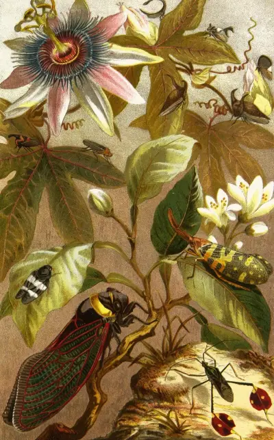Die Insekten, Tausendfüssler und Spinnen Pl 19, Alfred Edmund Brehm