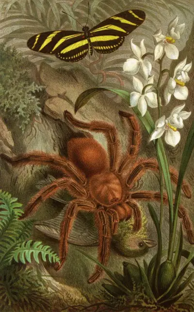Die Insekten, Tausendfüssler und Spinnen Pl 21, Alfred Edmund Brehm