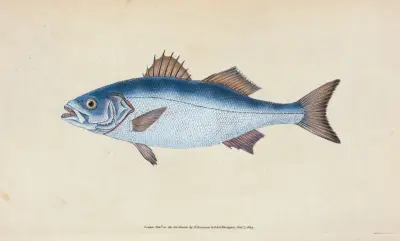 Basse, Perca labrax av Edward Donovan