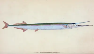 Common Gar-fish, Esox belone av Edward Donovan