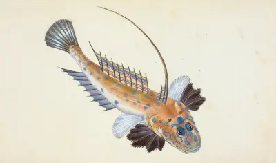 Dragonet, gemmous, Gallioyumus Lyra av Edward Donovan