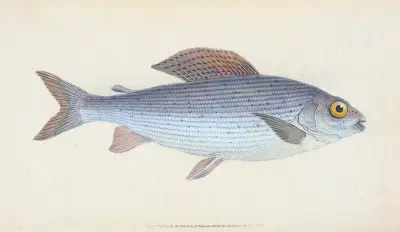 Grayling, Salmo Thymallus av Edward Donovan