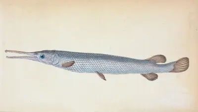 Great, or Bony Gar-fish, Esox Osseus av Edward Donovan