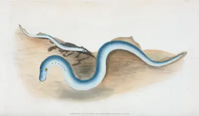 Lesser Lamprey, Petromyzon fluvialitis av Edward Donovan