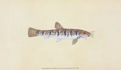 Loche, Cobitis Barbatula av Edward Donovan