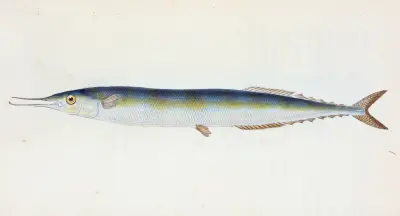 Saury, or Skipper Pike, Esox saurus av Edward Donovan