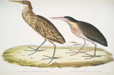 1. Cinnamon Heron, Ardea cinnamonea; 1. Yellow necked Heron, Ardea flavicollis. av John Edward Gray
