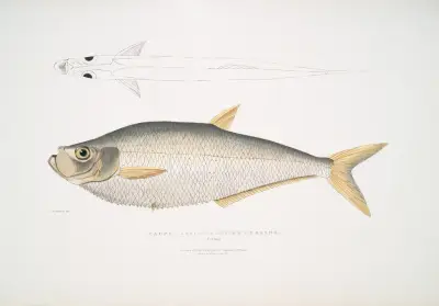 Allied Herring, Clupea affinis. Penang. av John Edward Gray