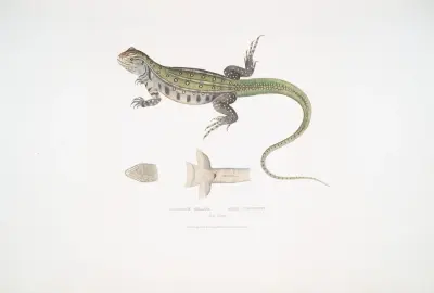 Bell’s Uromastix, Uromastix Bellii. From Penang. av John Edward Gray