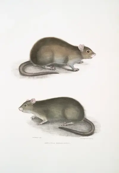 Bengal Field Rat, Arvicola Bengalensis. av John Edward Gray