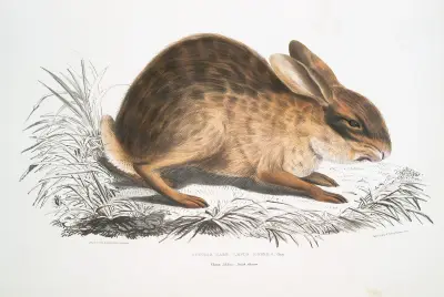 Chinese Hare, Lepus Sinensis. av John Edward Gray