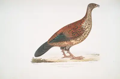 Curria Partridge, Perdix Hardwickii. av John Edward Gray