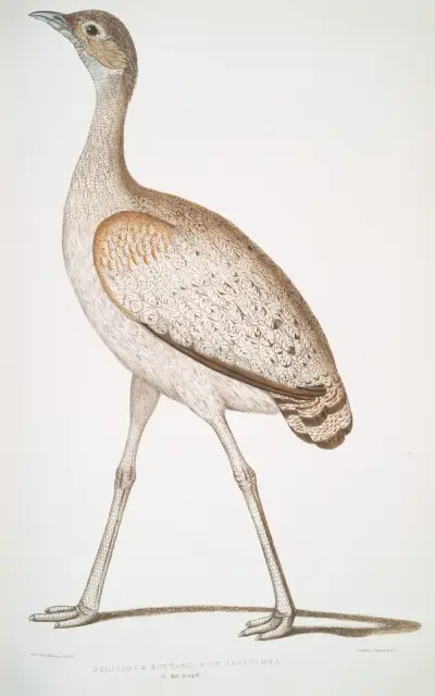 Delicious Bustard, Otis deliciosa. Female. av John Edward Gray