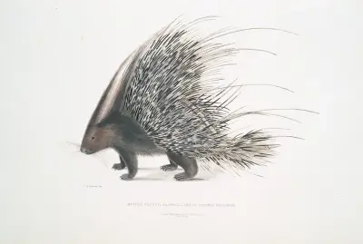 Indian Crested Porcupine, Histrix cristata. av John Edward Gray