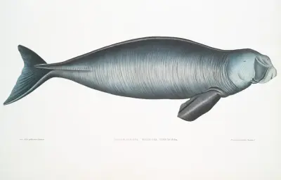 Indian Dugong, Halicora Dugung. av John Edward Gray