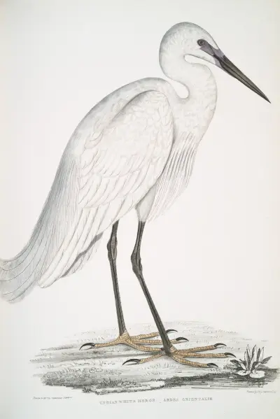 Indian white Heron, Ardea orientalis. av John Edward Gray