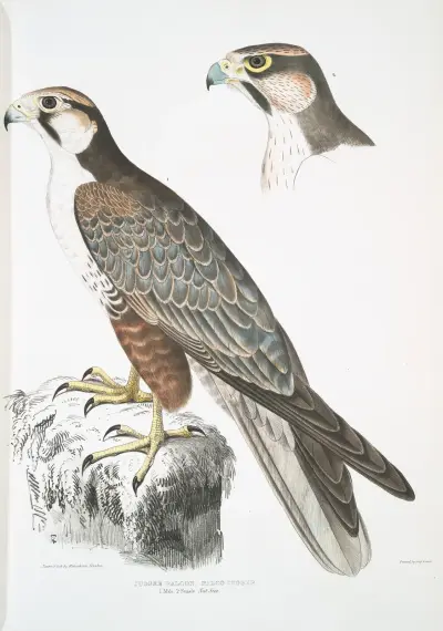 Jugger Falcon, Falco Jugger. 1. Male, 2. Female. Natural Size. av John Edward Gray
