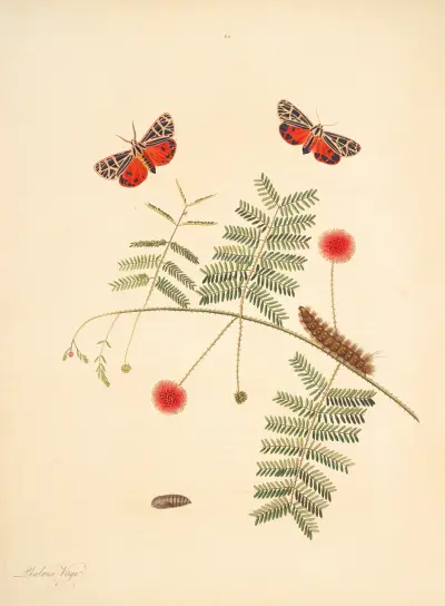 Die Naturgeschichte der selteneren Schmetterlingsinsekten von Georgia Tafel 062 von James Edward Smith