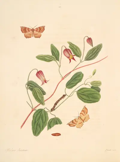 Die Naturgeschichte der selteneren Schmetterlingsinsekten von Georgia Taf. 101 von James Edward Smith