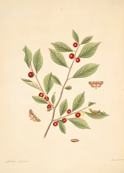 Die Naturgeschichte der selteneren Schmetterlingsinsekten von Georgia Taf. 086 von James Edward Smith