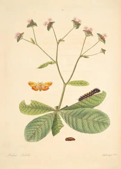 Die Naturgeschichte der selteneren Schmetterlinge Georgias Taf. 066 von James Edward Smith