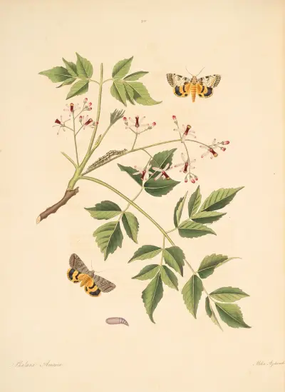 Die Naturgeschichte der selteneren Schmetterlinge Georgias, Taf. 090 von James Edward Smith