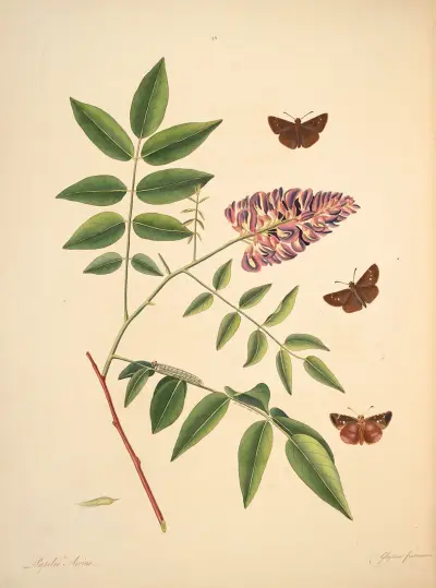 Die Naturgeschichte der selteneren Lepidopteren von Georgia Taf. 023 von James Edward Smith