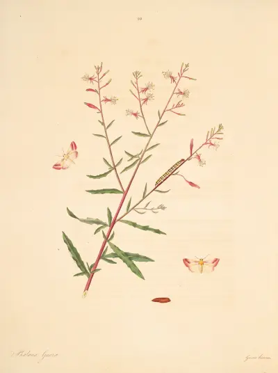 Naturgeschichte der selteneren Schmetterlingsinsekten von Georgia, Taf. 099 von James Edward Smith