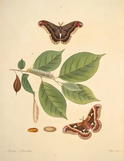 Die Naturgeschichte der selteneren Schmetterlingsinsekten von Georgia Taf. 046 von James Edward Smith