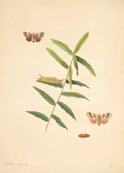 Die Naturgeschichte der selteneren Schmetterlinge Georgias Taf. 078 von James Edward Smith