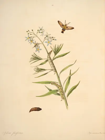 Die Naturgeschichte der selteneren Schmetterlingsinsekten von Georgia Taf. 043 von James Edward Smith