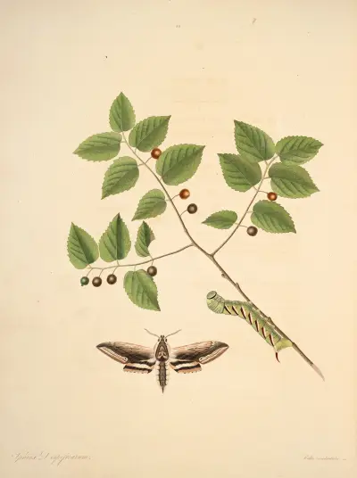 Die Naturgeschichte der selteneren Schmetterlingsinsekten von Georgia Taf. 036 von James Edward Smith