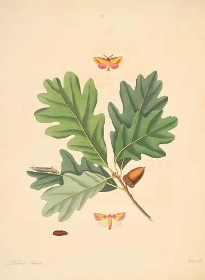 Die Naturgeschichte der selteneren Schmetterlingsinsekten von Georgia Taf. 087 von James Edward Smith