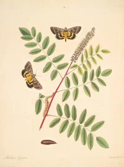 Die Naturgeschichte der selteneren Schmetterlingsinsekten von Georgia, Tafel 89 von James Edward Smith