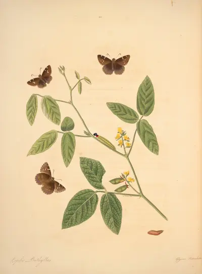 Die Naturgeschichte der selteneren Schmetterlingsinsekten von Georgia Taf.022 von James Edward Smith