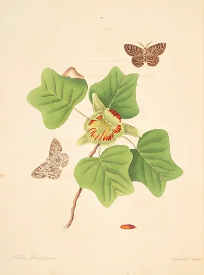 Die Naturgeschichte der selteneren Schmetterlinge von Georgia Taf. 102 von James Edward Smith
