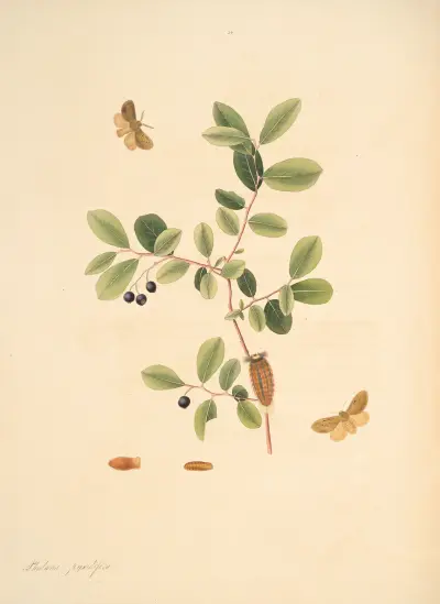 Die Naturgeschichte der selteneren Schmetterlingsinsekten von Georgia Taf. 054 von James Edward Smith