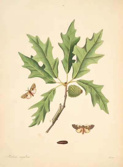 Die Naturgeschichte der selteneren Schmetterlingsinsekten von Georgia, Tafel 083 von James Edward Smith