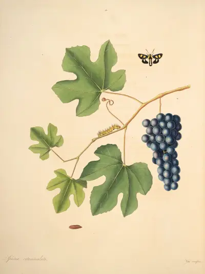 Naturgeschichte der selteneren Schmetterlingsinsekten von Georgia, Tafel 044 von James Edward Smith