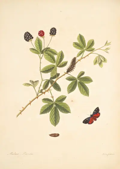 Die Naturgeschichte der selteneren Schmetterlinge Georgias Tafel 065 von James Edward Smith