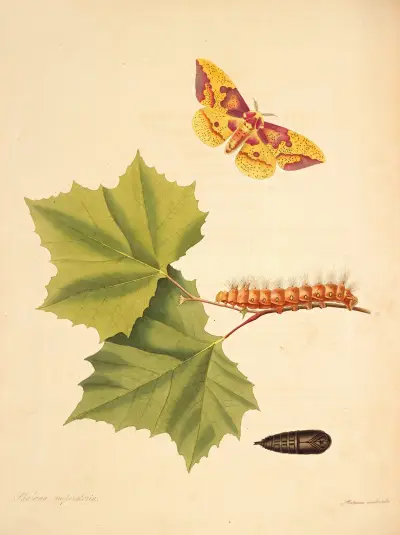 Naturgeschichte der selteneren Schmetterlingsinsekten von Georgia Taf.055 von James Edward Smith