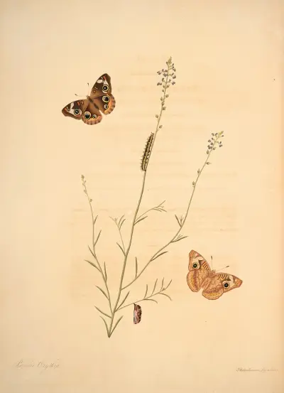 Die Naturgeschichte der selteneren Schmetterlingsinsekten von Georgia Taf. 008 von James Edward Smith
