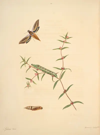 Die Naturgeschichte der selteneren Schmetterlinge Georgias Taf. 038 von James Edward Smith