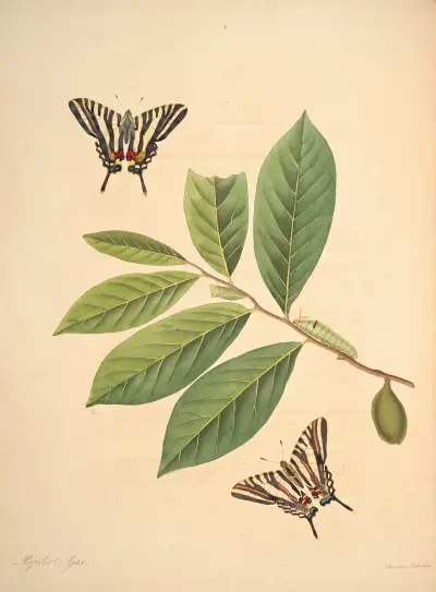 The natural history of the rarer lepidopterous insects of Georgia Pl.004 von James Edward Smith