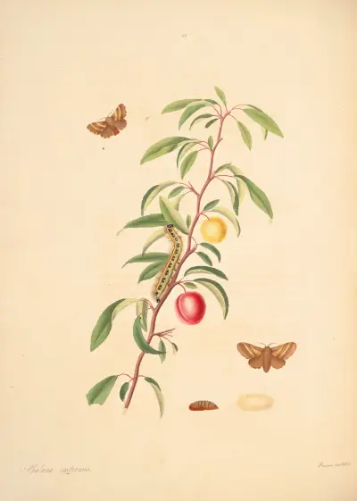 Die Naturgeschichte der selteneren Schmetterlingsinsekten von Georgia Pl.060 von James Edward Smith