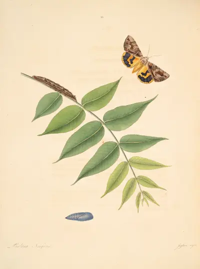 Die Naturgeschichte der selteneren Schmetterlingsinsekten von Georgia Taf. 088 von James Edward Smith
