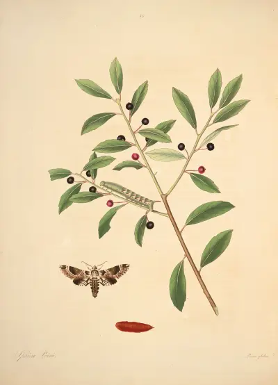 Die Naturgeschichte der selteneren Schmetterlingsinsekten von Georgia Taf. 035 von James Edward Smith