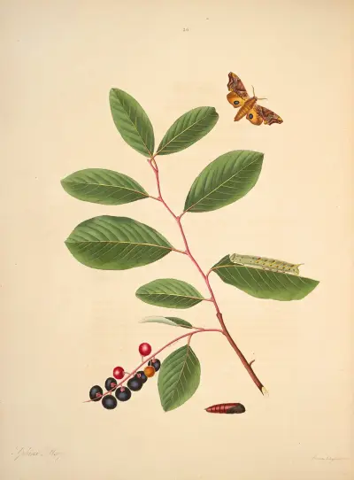 Die Naturgeschichte der selteneren Schmetterlinge Georgias, Tafel 26 von James Edward Smith