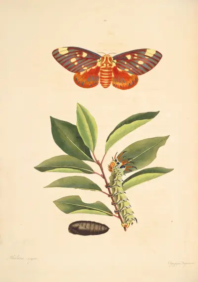 Naturgeschichte der selteneren Schmetterlingsinsekten von Georgia von James Edward Smith