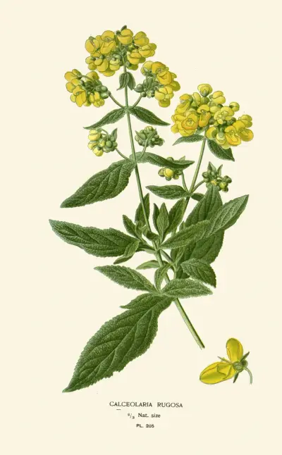 Calceolaria Rugosa av Edward Step